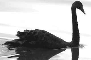 Black Swans Covid19 coronavirus